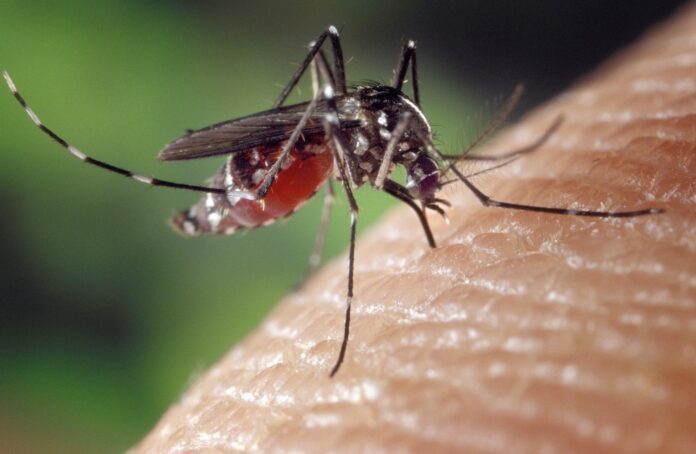 aedes aegypti, dengue no Brasil, dúvidas sobre dengue